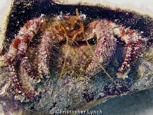 starry eyed hermit crab in a conch shell by Christopher Lynch 
